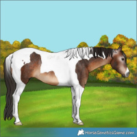 Horse Color:Gray Bay Tobiano Rabicano