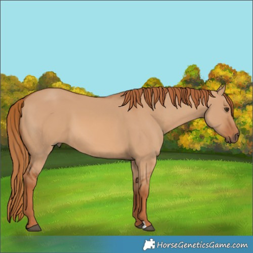 Horse Color:Red Dun 