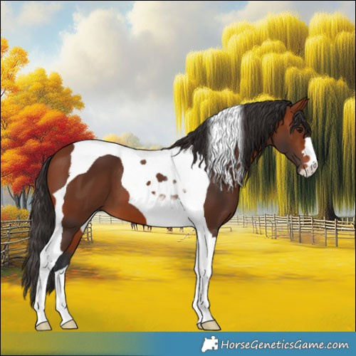 Horse Color:Bay Tobiano 