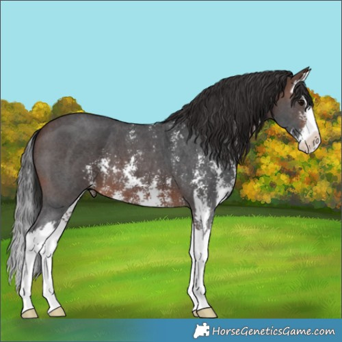 Horse Color:Brown Sabino Splash 