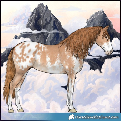 Horse Color:Chestnut Sabino Appaloosa 