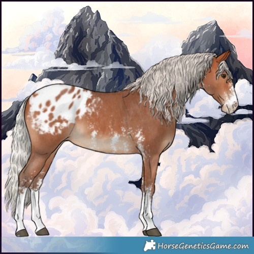 Horse Color:Silver Bay Sabino Appaloosa