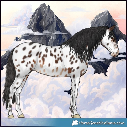 Horse Color:Brown Appaloosa 