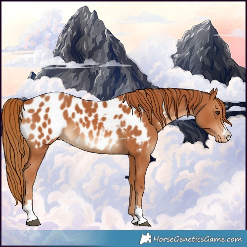 Horse Color:Chestnut Appaloosa