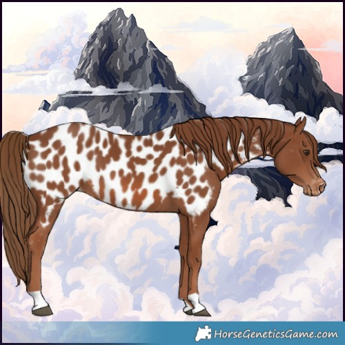 Horse Color:Chestnut Appaloosa 