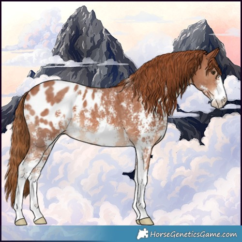 Horse Color:Chestnut Sabino Appaloosa