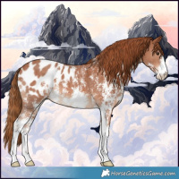 Horse Color:Chestnut Sabino Appaloosa 
