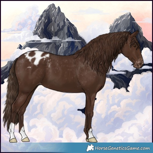 Horse Color:Liver Chestnut Appaloosa 