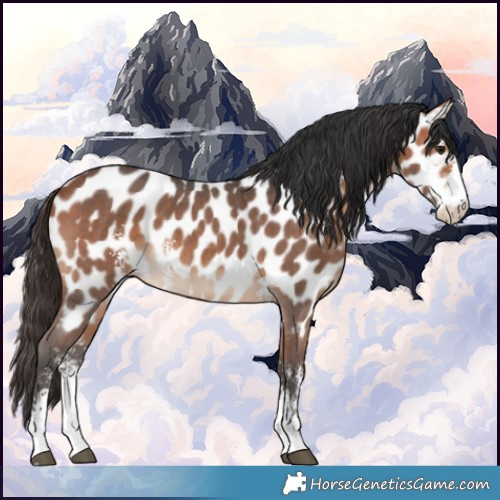 Horse Color:Bay Sabino Appaloosa 