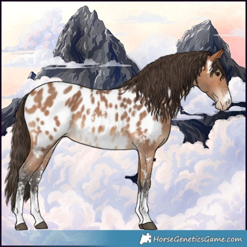 Horse Color:Bay Sabino Appaloosa 