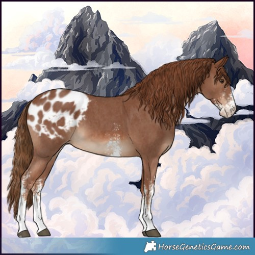 Horse Color:Chestnut Sabino Appaloosa 