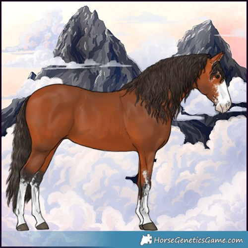 Horse Color:Bay Sabino