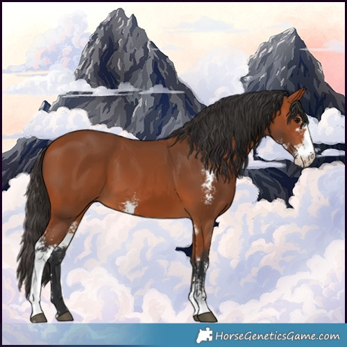 Horse Color:Bay Sabino 