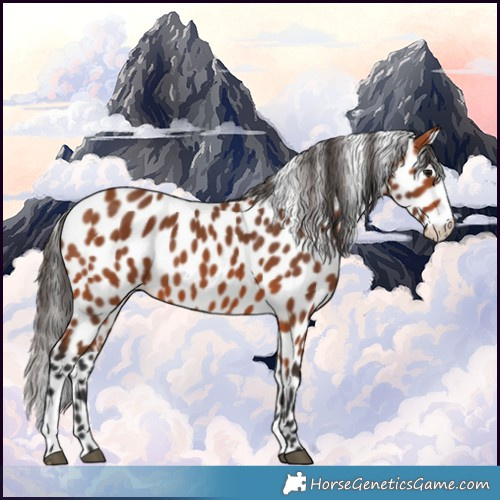 Horse Color:Bay Appaloosa 