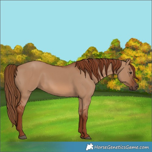 Horse Color:Red Dun 