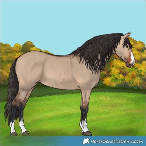 Horse Color:Bay Dun 