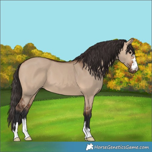 Horse Color:Bay Dun 