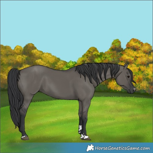 Horse Color:Grullo 