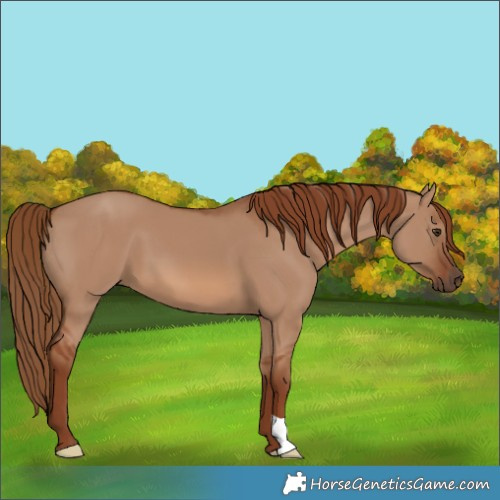 Horse Color:Red Dun 