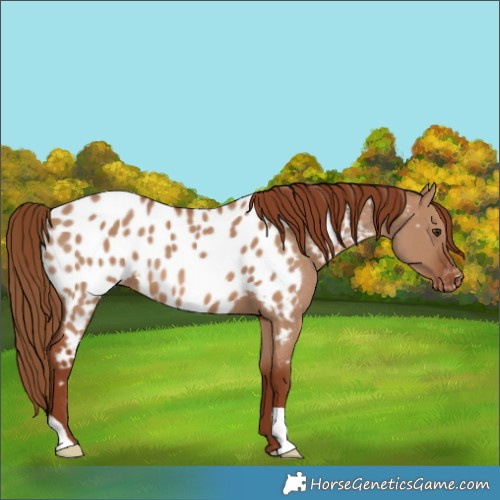 Horse Color:Red Dun Appaloosa 