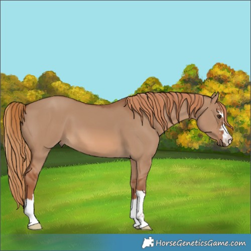 Horse Color:Red Dun 