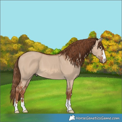 Horse Color:Red Dun 