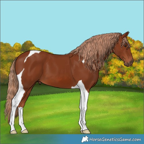 Horse Color:Chestnut Tobiano