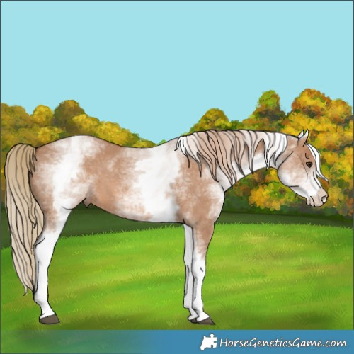 Horse Color:White Spotted Red Dun 