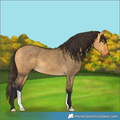 Horse Color:Buckskin Dun 