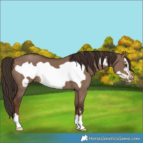 Horse Color:Liver Red Dun Frame 