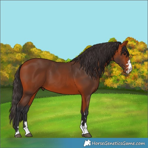 Horse Color:Bay 