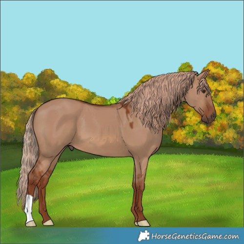 Horse Color:Red Dun 