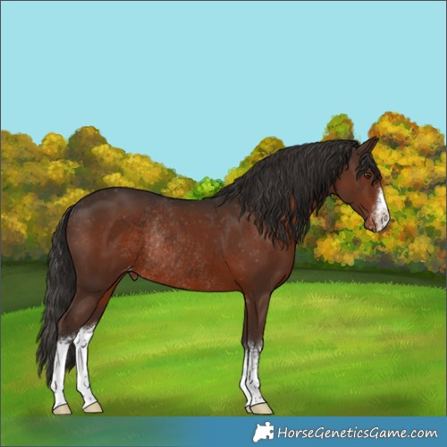 Horse Color:White Spotted Liver Chestnut Appaloosa Rabicano 