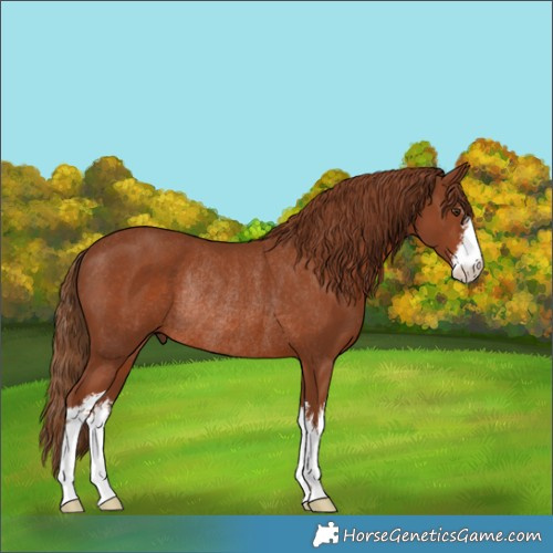Horse Color:White Spotted Chestnut Rabicano 