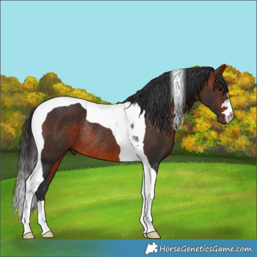 Horse Color:Bay Tobiano Rabicano 