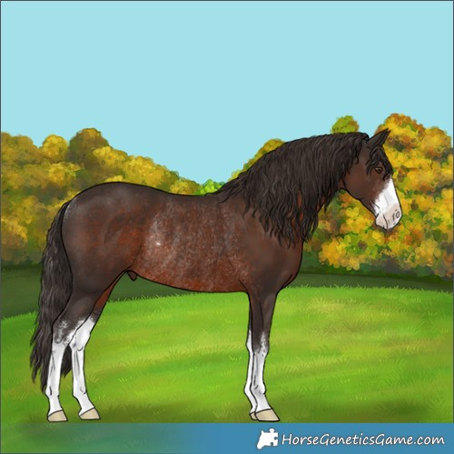 Horse Color:White Spotted Liver Chestnut Rabicano