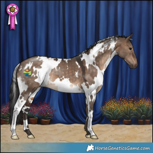 Horse Color:White Spotted Brown Dun 