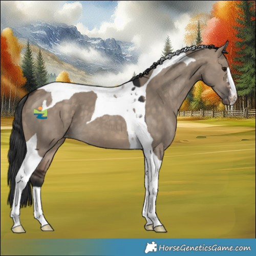 Horse Color:Brown Dun Tobiano Appaloosa 