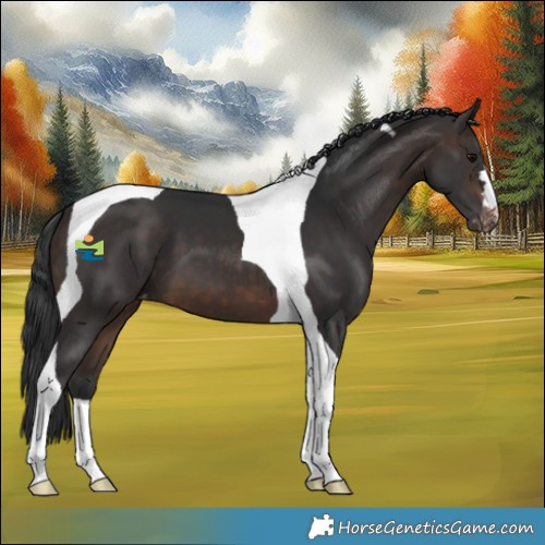 Horse Color:Brown Tobiano Appaloosa 