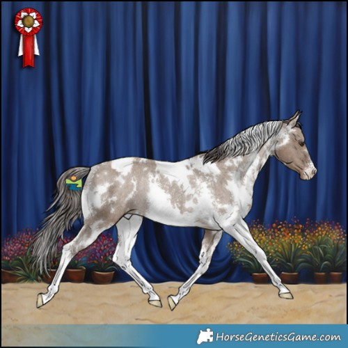 Horse Color:White Spotted Liver Red Dun Sabino Appaloosa Rabicano 