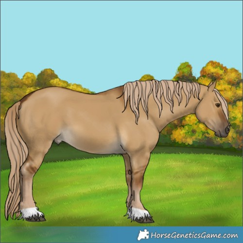 Horse Color:Chocolate Palomino Dun 