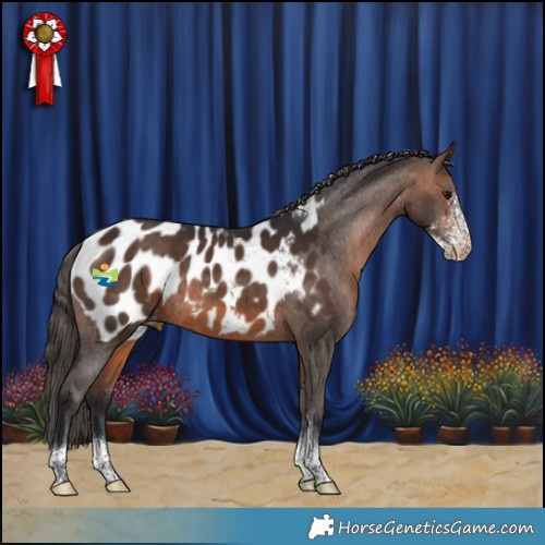 Horse Color:Bay Sabino Tobiano Appaloosa Rabicano 