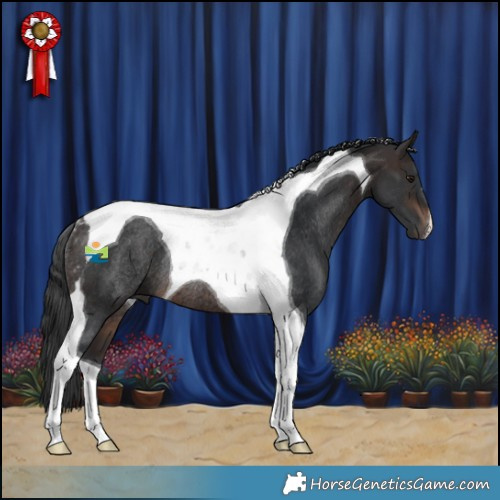 Horse Color:Brown Tobiano Rabicano 