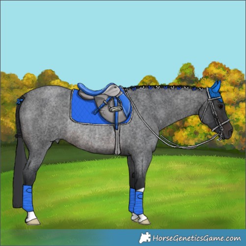 Horse Color:Brown Roan Rabicano 