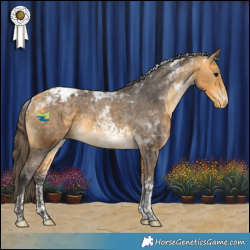Horse Color:Buckskin Tobiano Appaloosa 