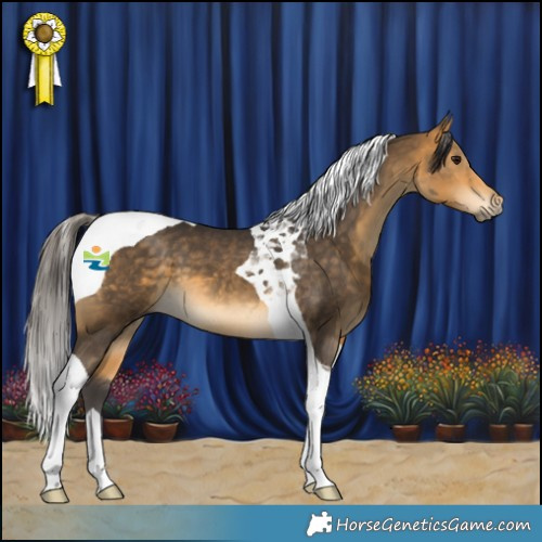 Horse Color:Buckskin Tobiano 