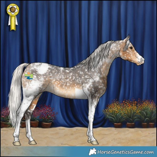 Horse Color:Silver Buckskin Tobiano Appaloosa 