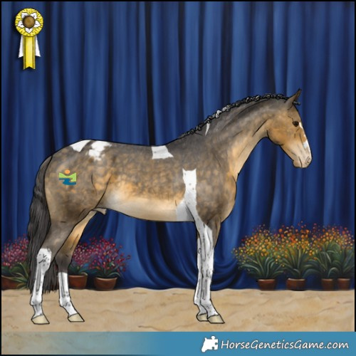 Horse Color:Buckskin Tobiano Appaloosa 