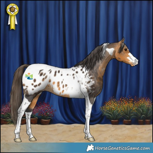 Horse Color:Buckskin Tobiano Appaloosa 