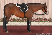 Horse Color:Bay Splash Frame